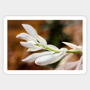 Leaning Spike of Hosta Buds Sticker